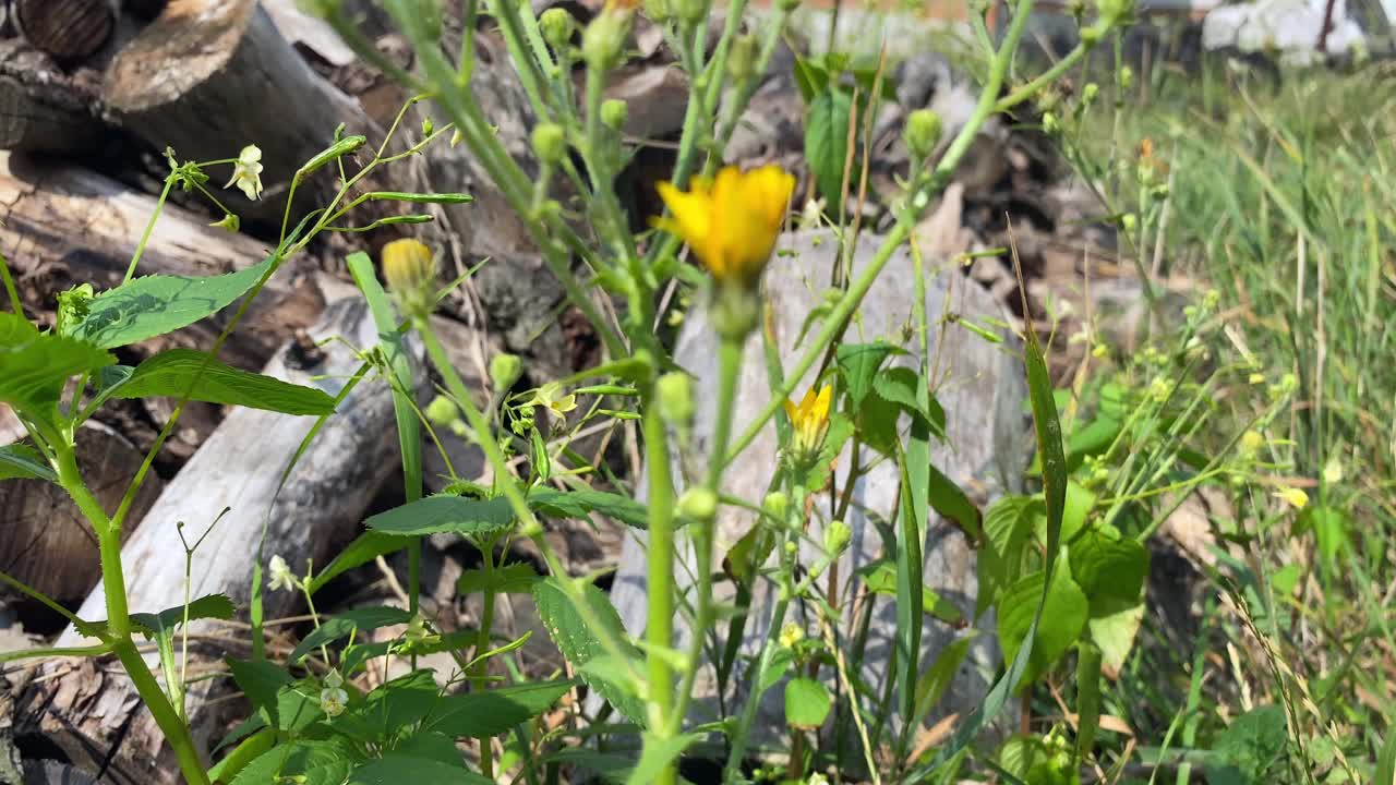 杂草格林迪利亚，草地上开着黄花。视频素材