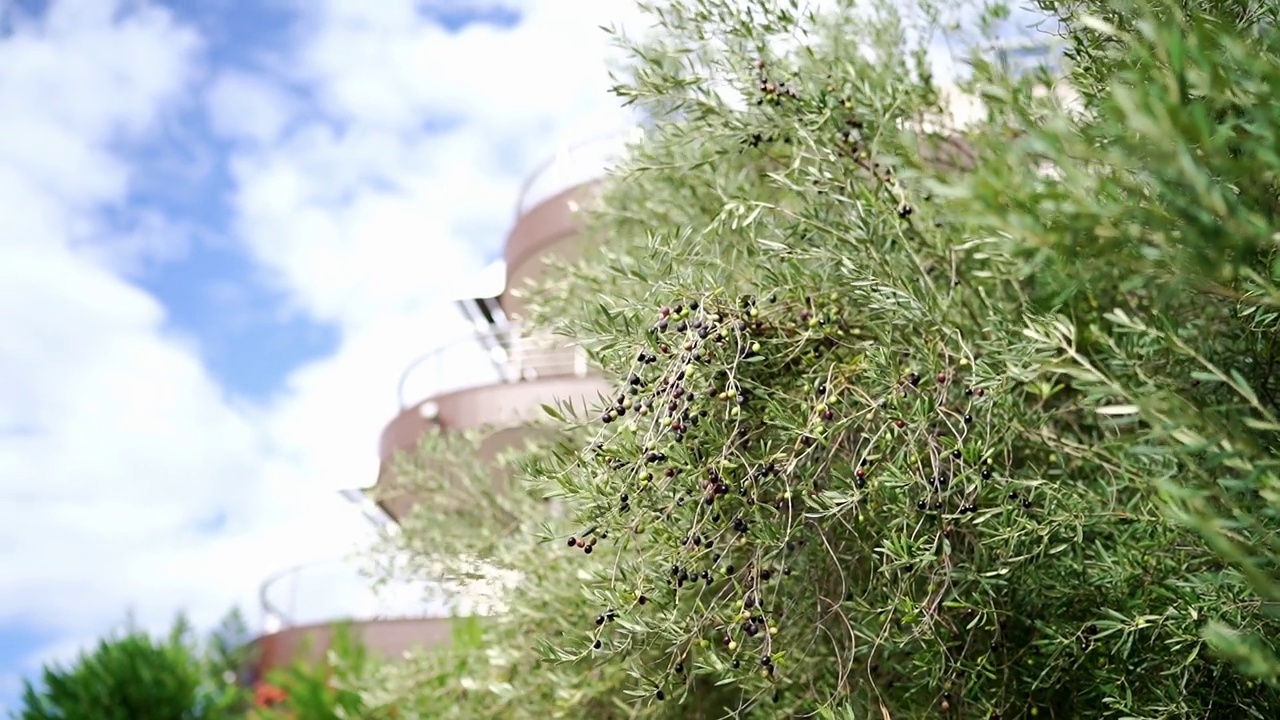 在房子附近的花园里，绿树枝上的黑橄榄在风中摇曳视频素材