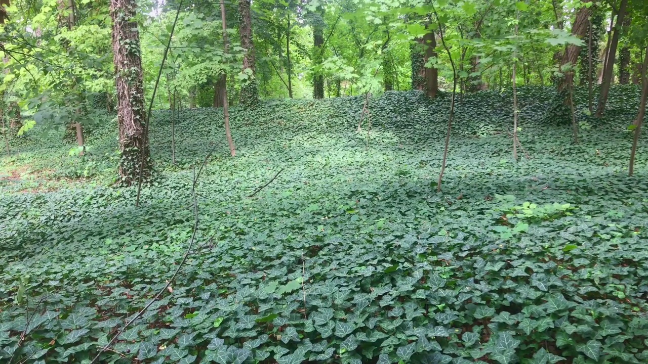 在绿色植物中间视频下载