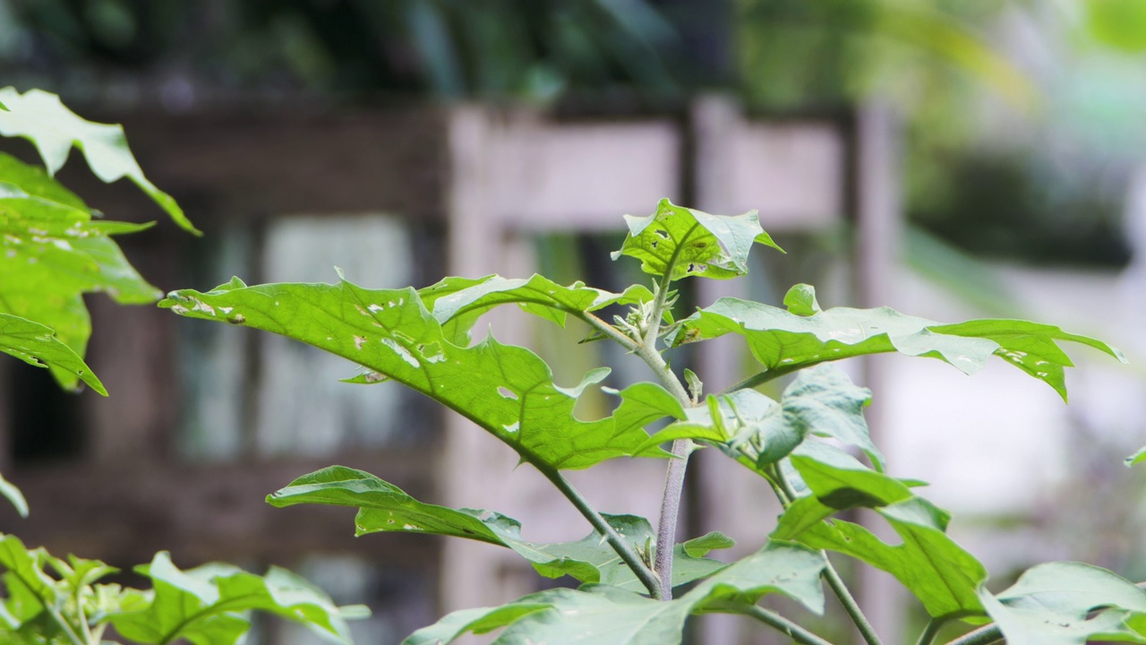 长有刺状茎的茄属植物的阔叶绿色嫩枝视频素材