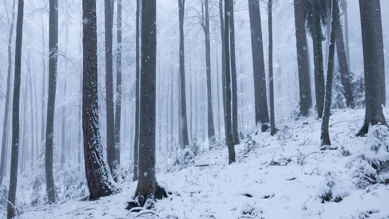 美丽的雪花飘落在冬季雾蒙蒙的山林景象。视频素材