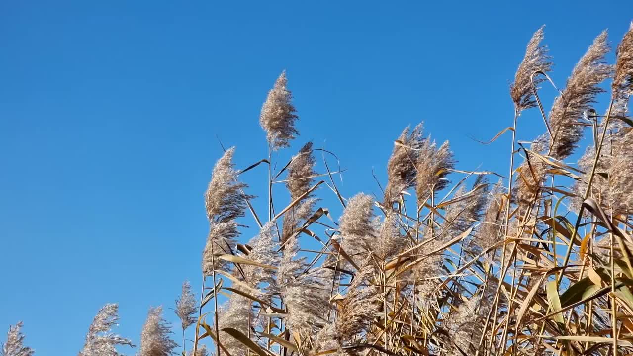 干枯的河芦苇花在蓝天的背景上。视频素材