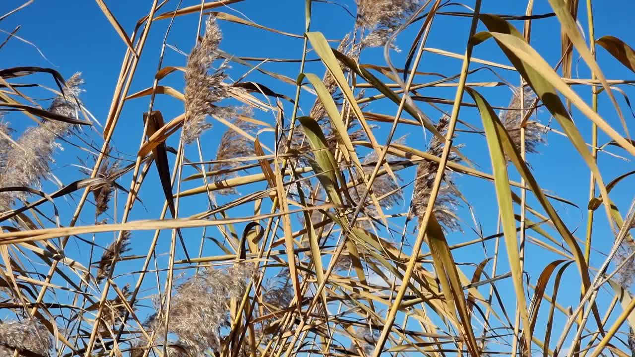 在蓝天的背景下，河芦苇的干叶和干花。视频素材