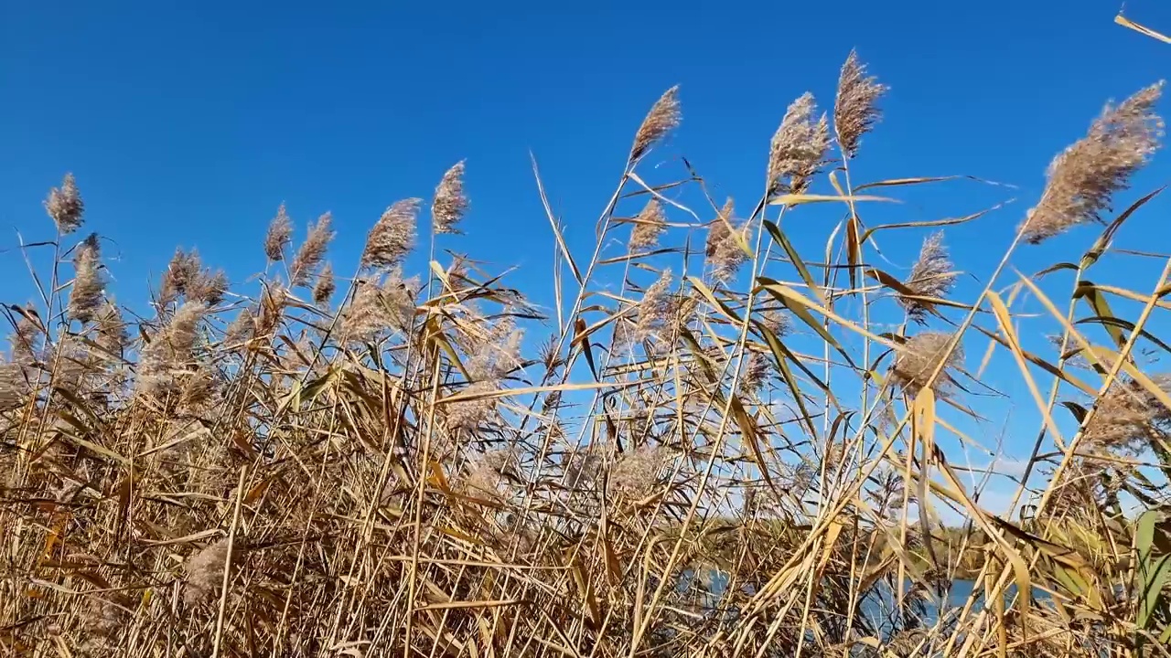 在蓝天和河流的背景上，河芦苇的干叶和干花。视频素材