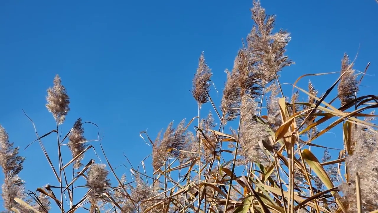 在蓝天的映衬下，河芦苇的干枯花朵。视频素材