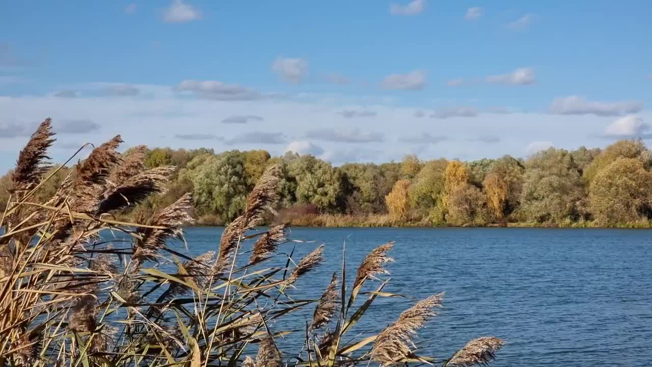 枯叶枯花的河芦苇在河的背景上流动。视频素材