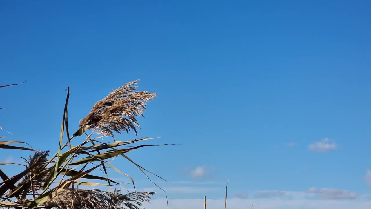 干枯的河芦苇花和种子在一个清晰的蓝天背景。视频素材