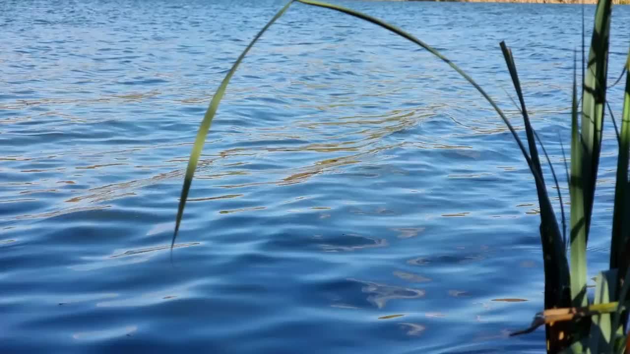 在一个阳光明媚的秋日里，河上的蓝色波浪映衬着河上的芦苇。视频素材