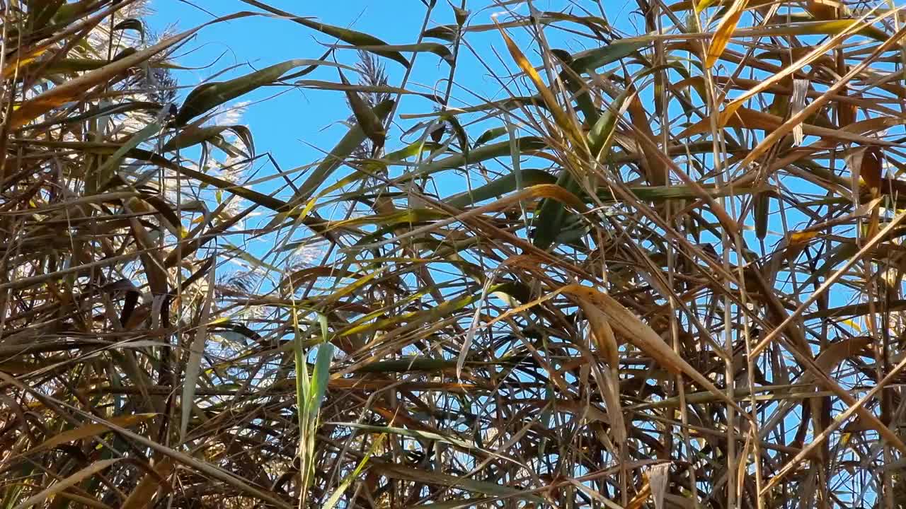 干叶和干花河芦苇视频素材