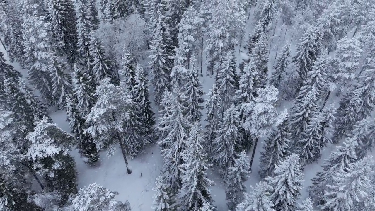 空中冬季景观与松树雪覆盖云杉林在寒冷的山区。在大雪期间，用无人机拍摄冬季森林的画面。瑞典北部的于默奥视频素材