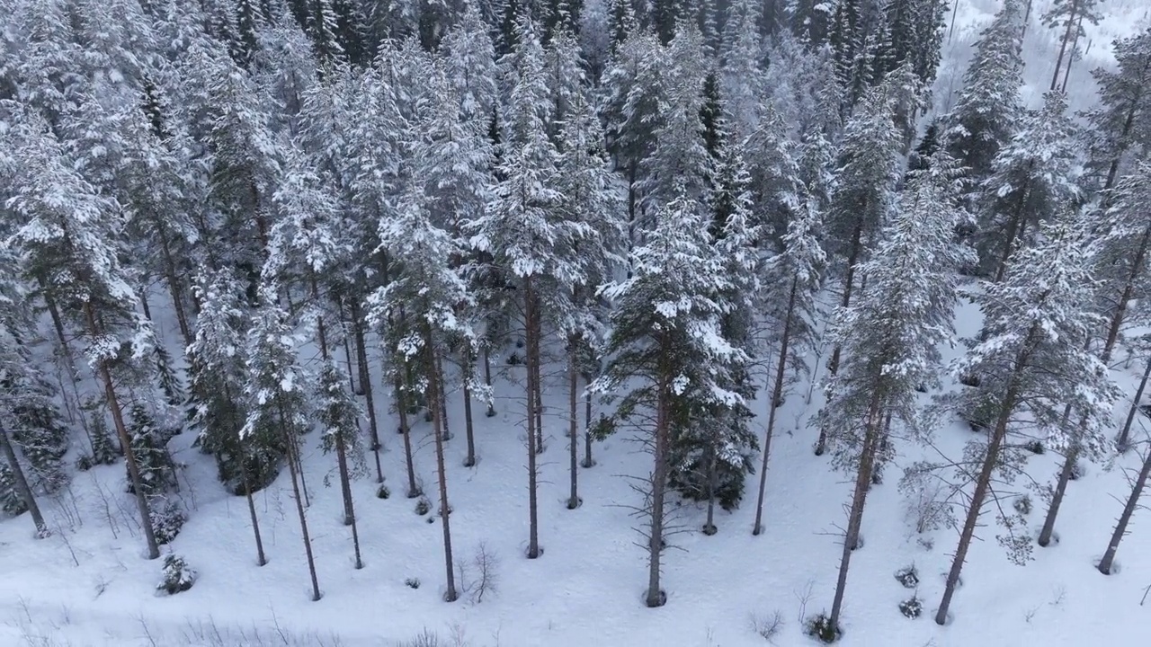 空中冬季景观与松树雪覆盖云杉林在寒冷的山区。在大雪期间，用无人机拍摄冬季森林的画面。瑞典北部的于默奥视频素材