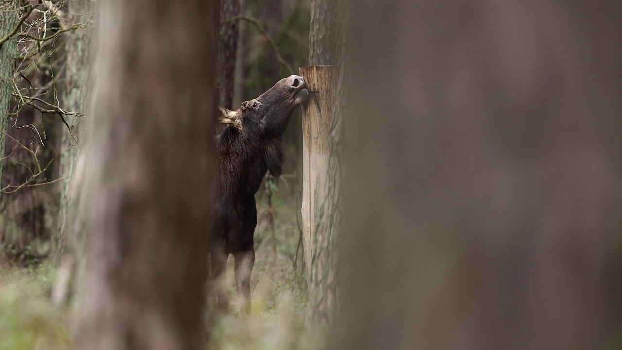 驼鹿(Alces Alces)视频素材