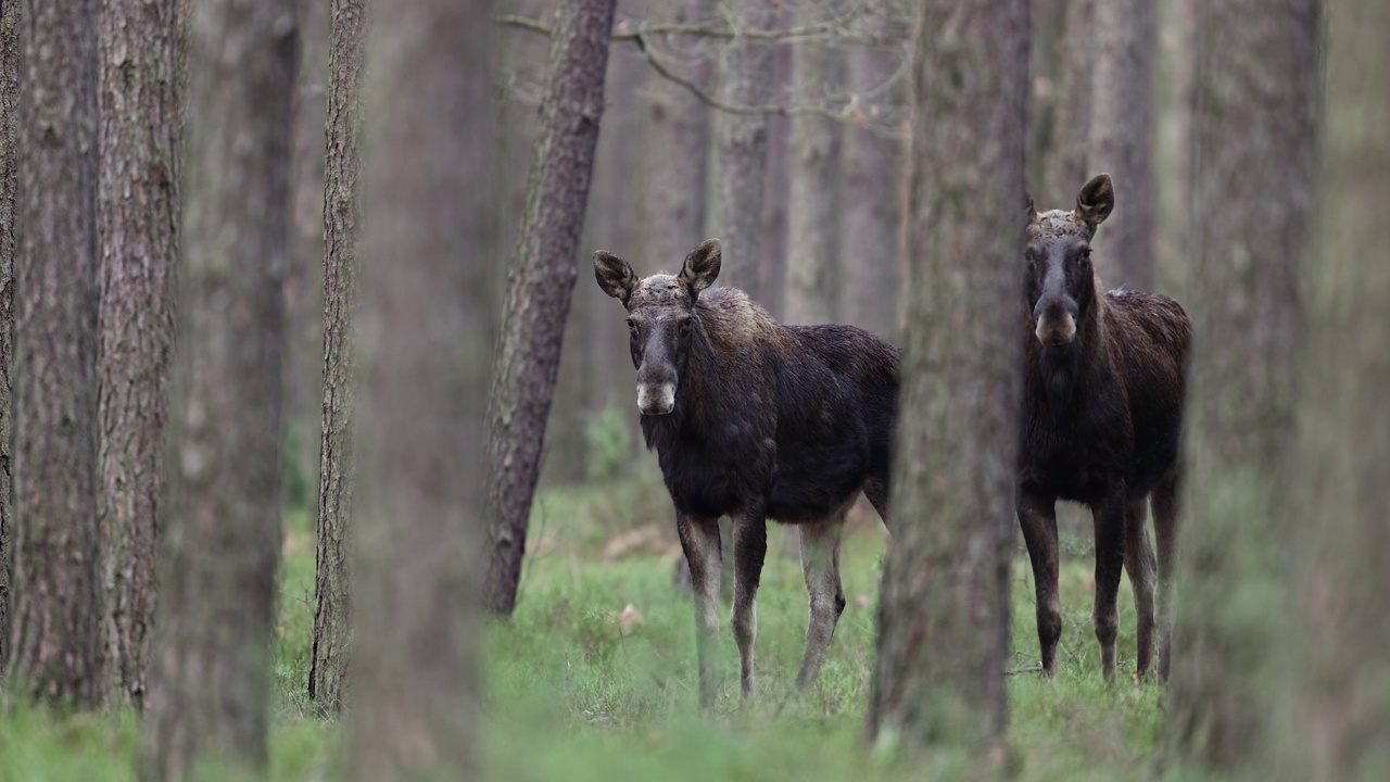 驼鹿(Alces Alces)视频素材