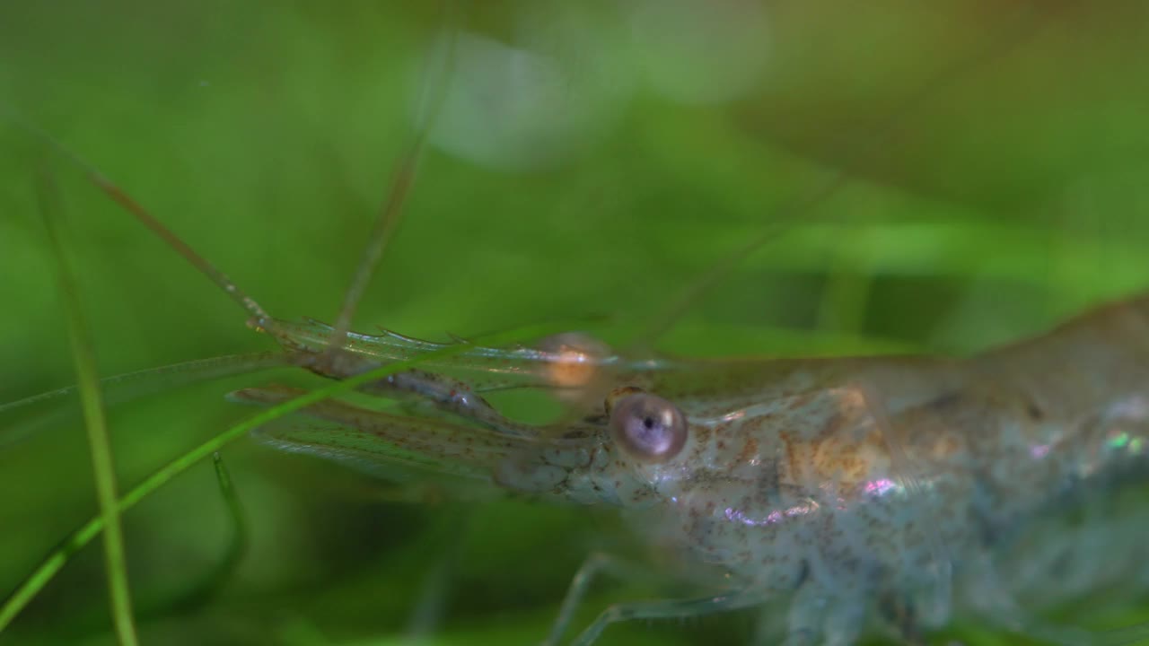 透明玻璃鬼虾在爱好鱼缸。清洁虾在微距特写摄影与非常浅的景深。吃藻类的Palaemonetes paludosus虾。视频素材