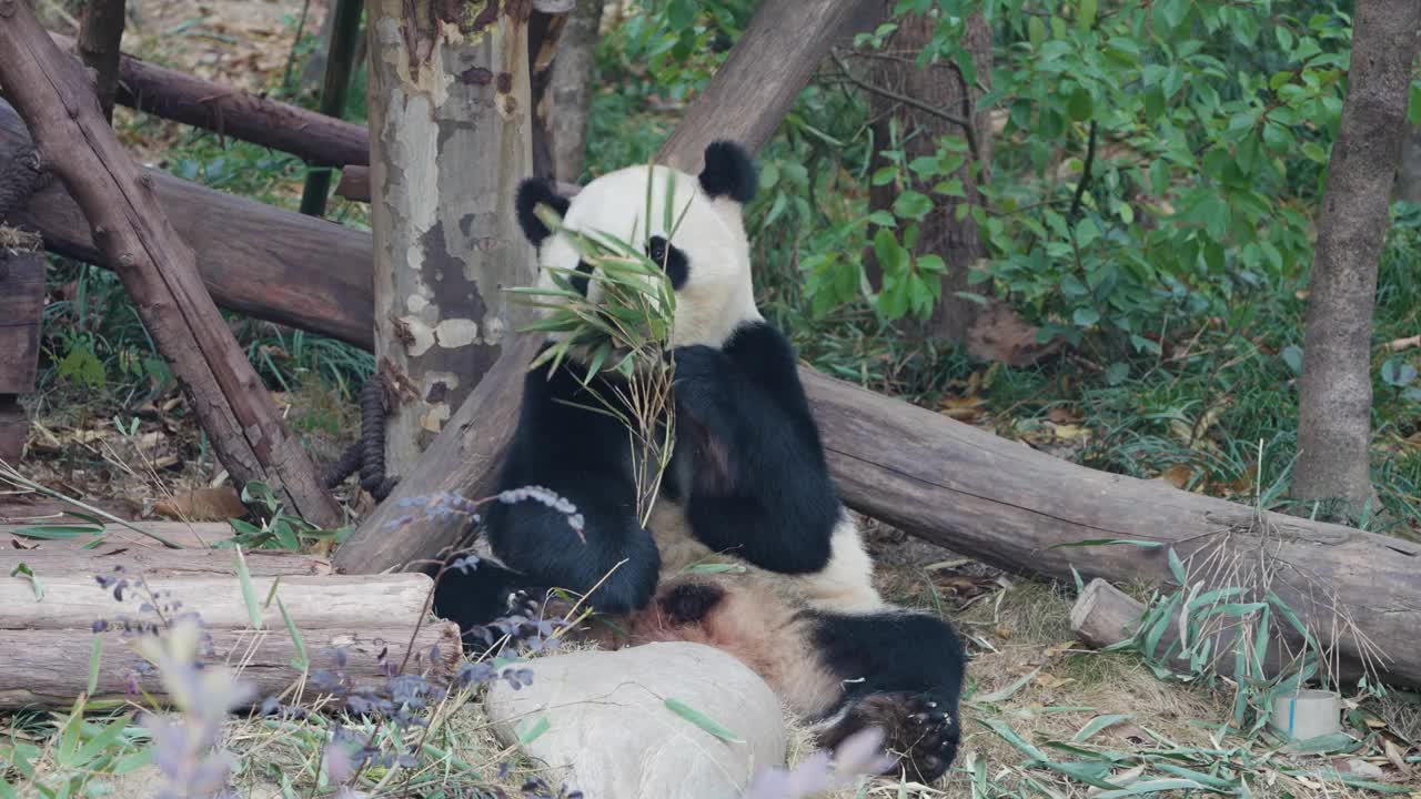 大熊猫吃竹叶，中国视频素材