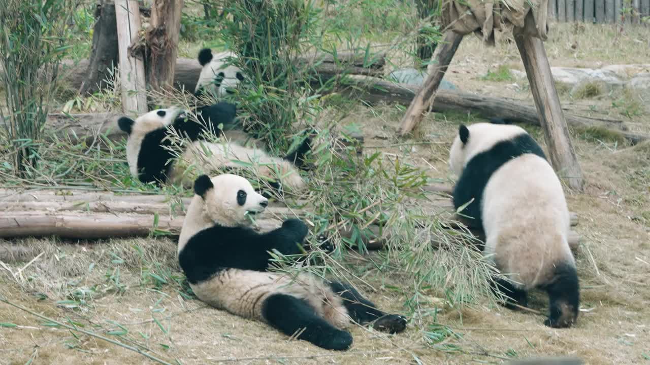 大熊猫正在吃竹叶，中国视频素材