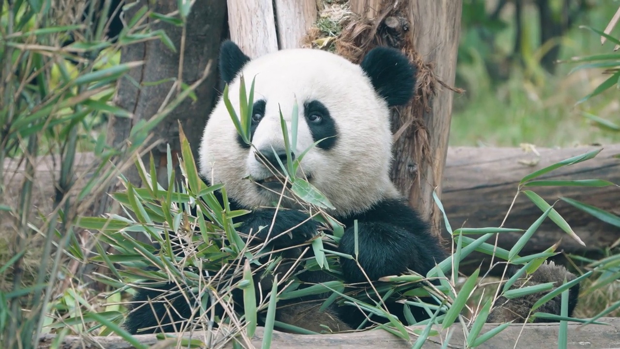 大熊猫吃竹叶，中国视频素材