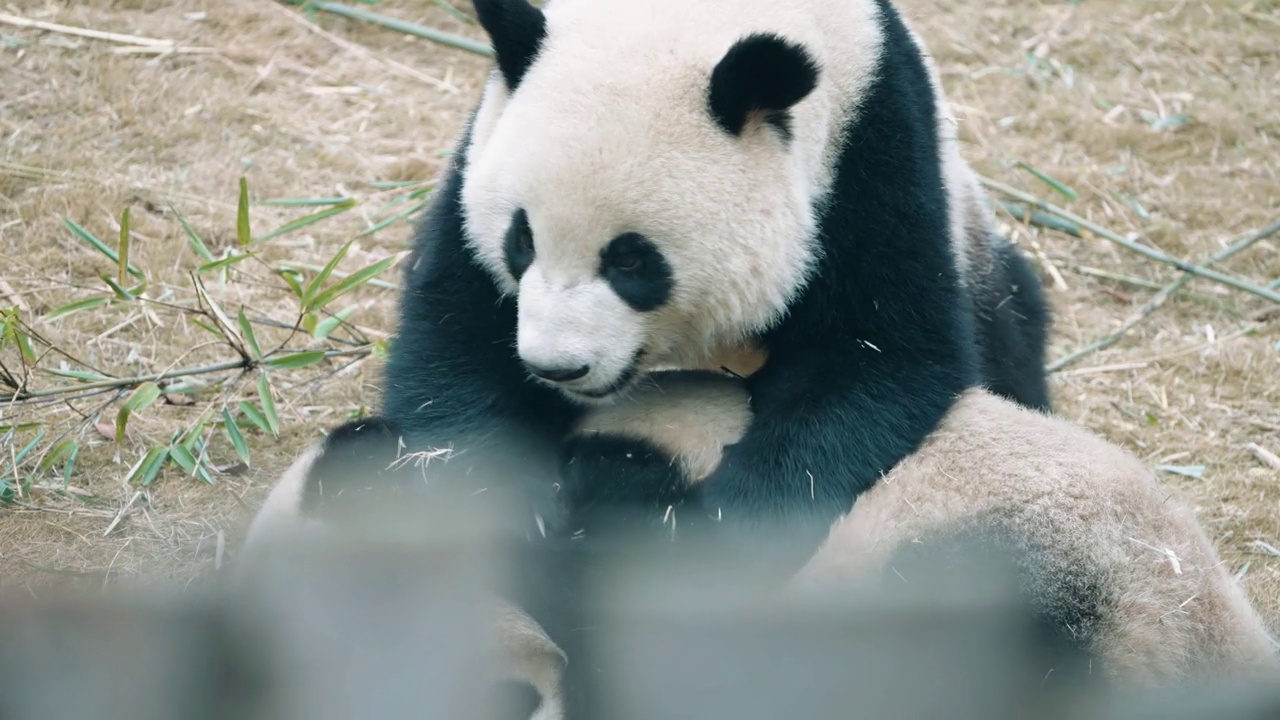 大熊猫在战斗视频素材