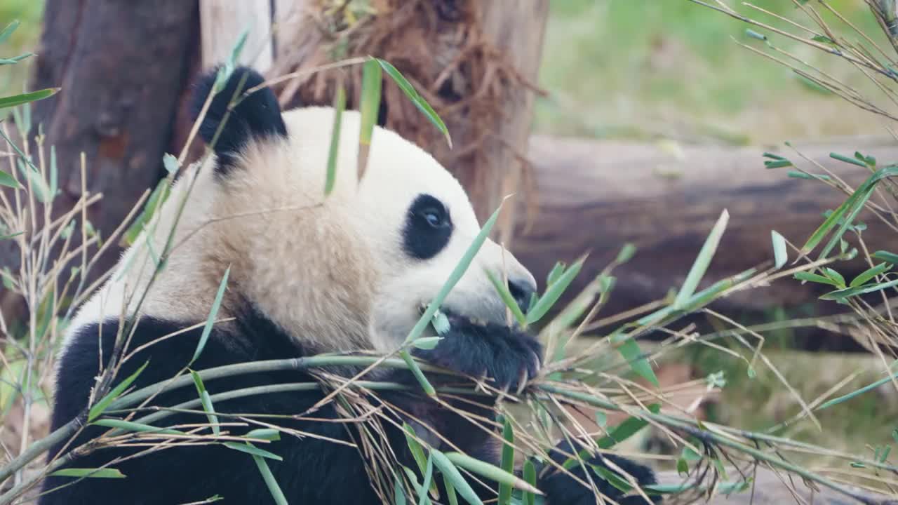 大熊猫吃竹叶，中国视频素材