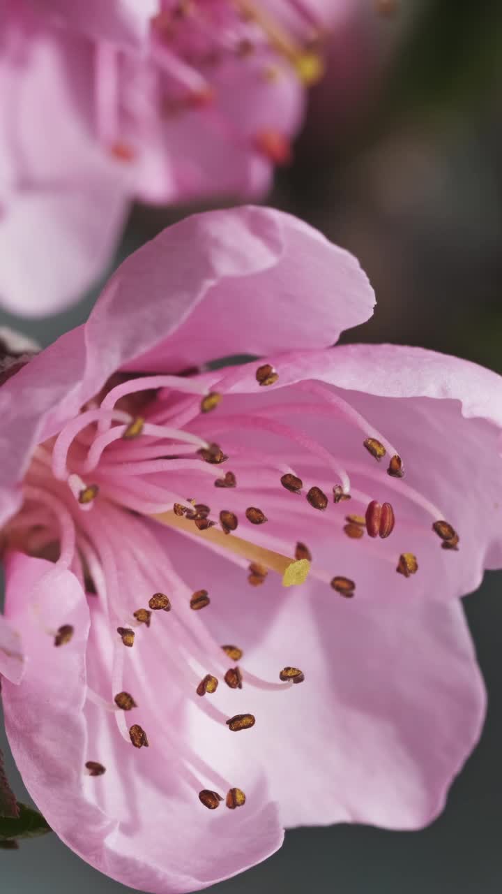 桃树在春天开花视频素材