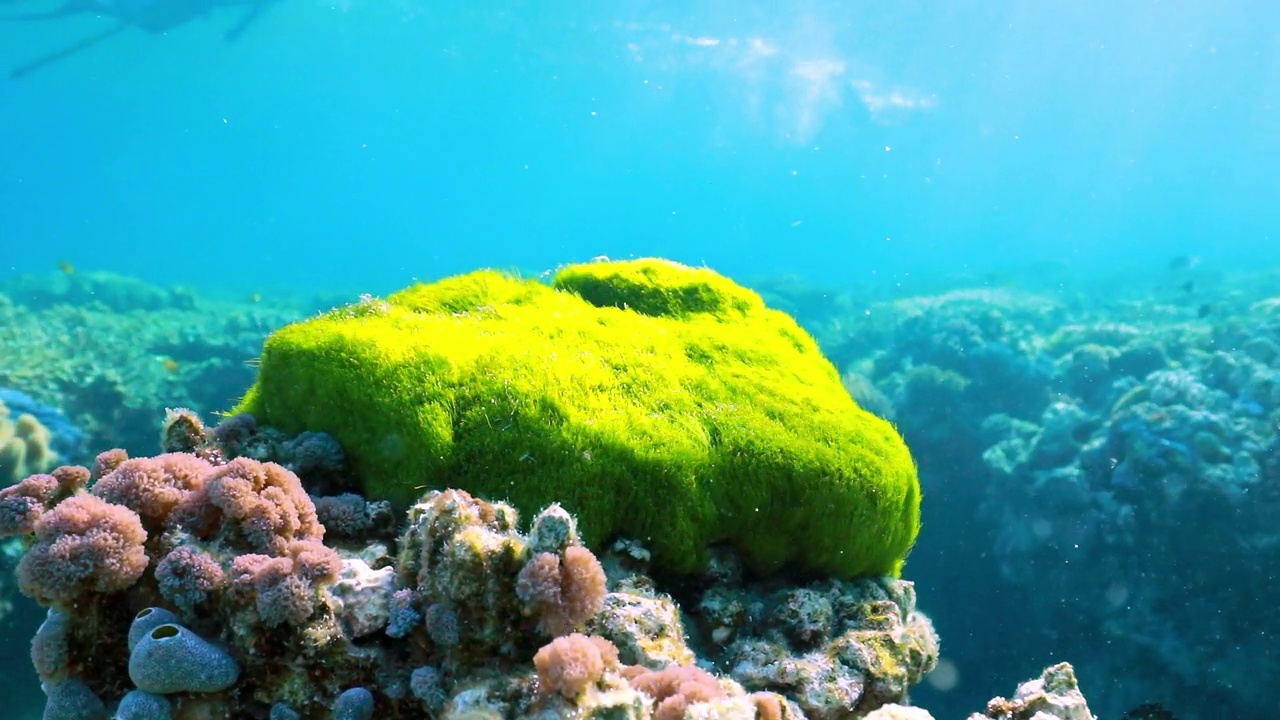 亮绿色的海草珊瑚头在水下水流中摇曳，人们在大堡礁上浮潜视频素材