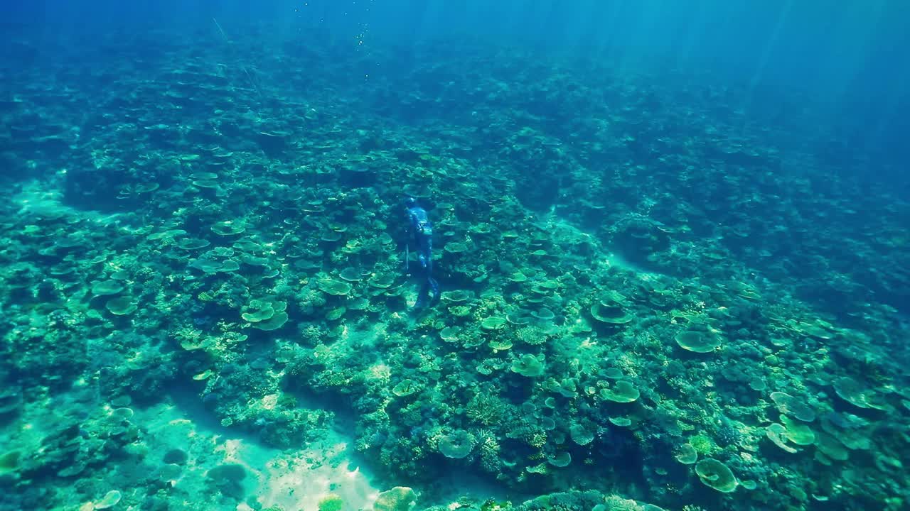 在清澈开阔的蓝色水域，潜水员拿着鱼枪在珊瑚礁上寻找鱼视频素材