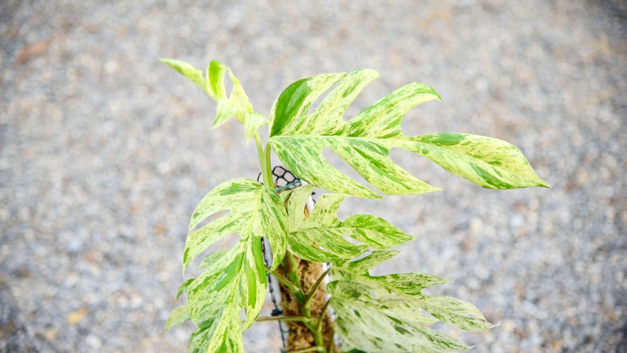 在花盆里的白头翁的新鲜叶子视频素材