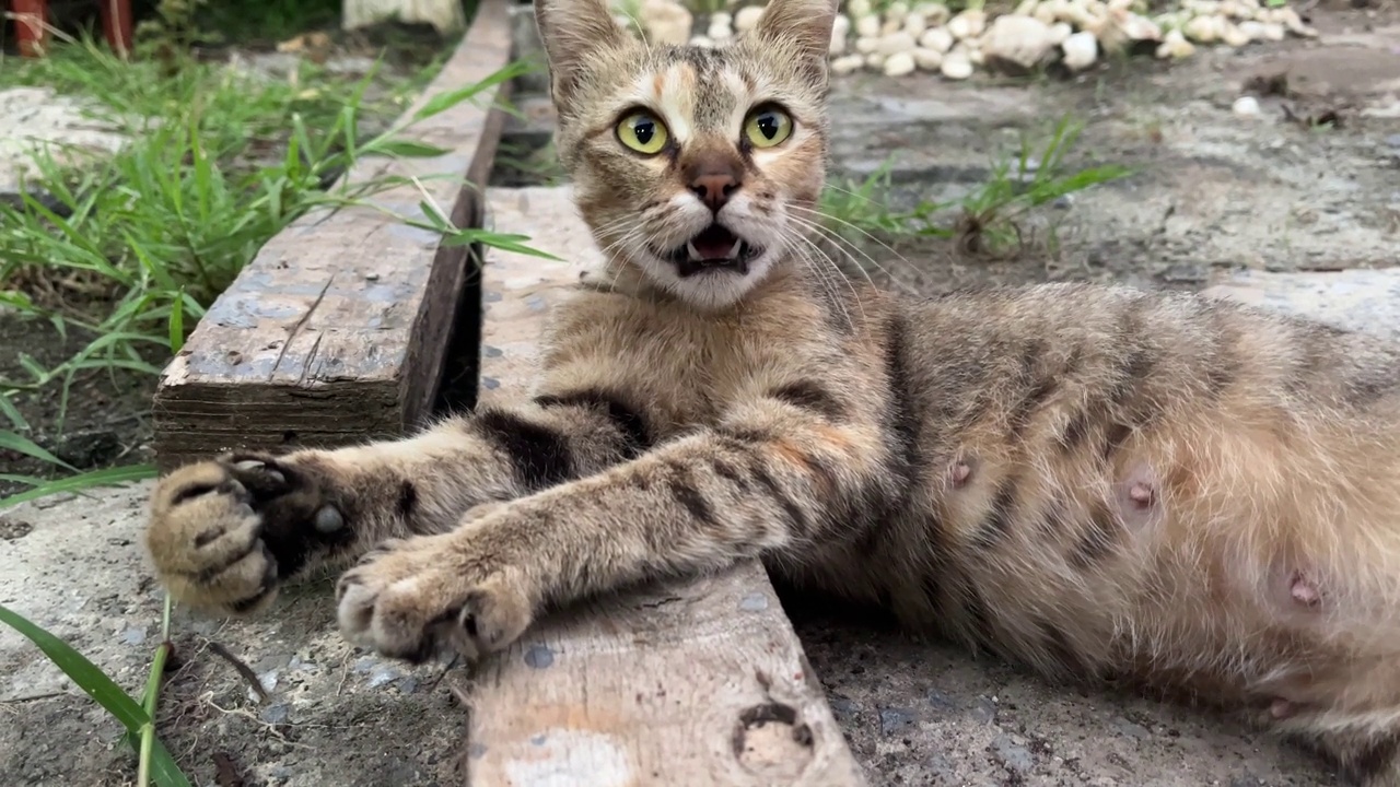 曼岛猫视频素材