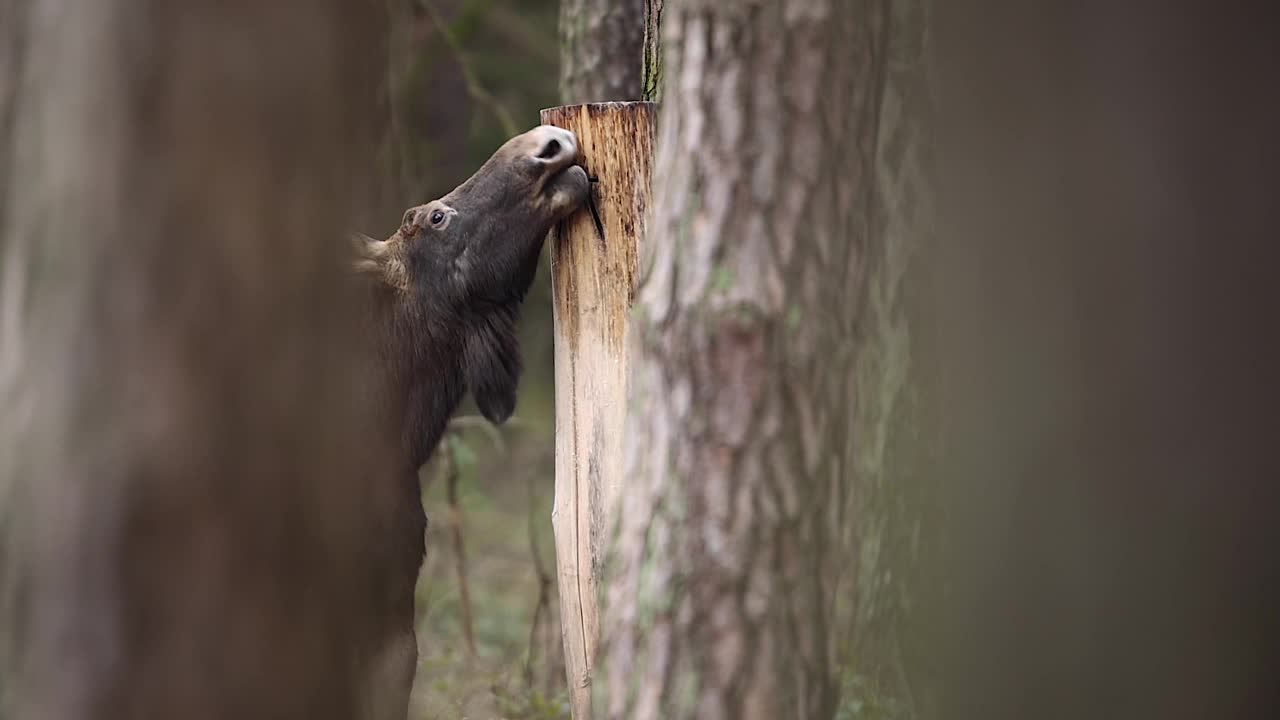 驼鹿(Alces Alces)视频素材