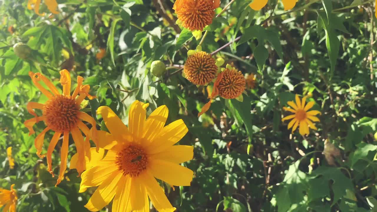 拍一段花被风吹的视频。冬天的微风吹着黄花，摇曳着，非常美丽。Bua Tong的花，生长在山上的花盛开的时候。视频下载