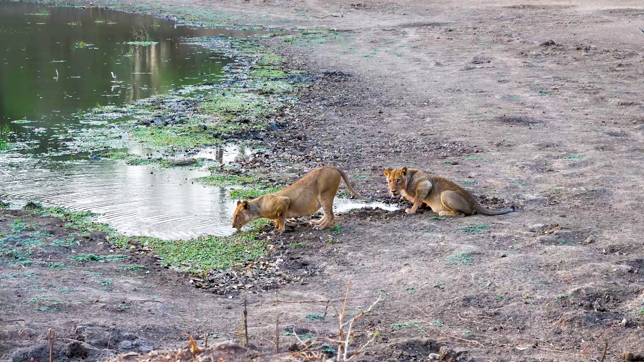 两头狮子(Panthera leo)在喝水。视频素材