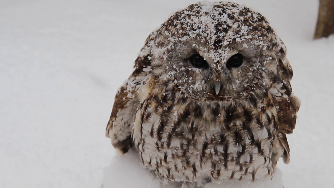 黄褐色的小猫头鹰坐在雪地上视频素材