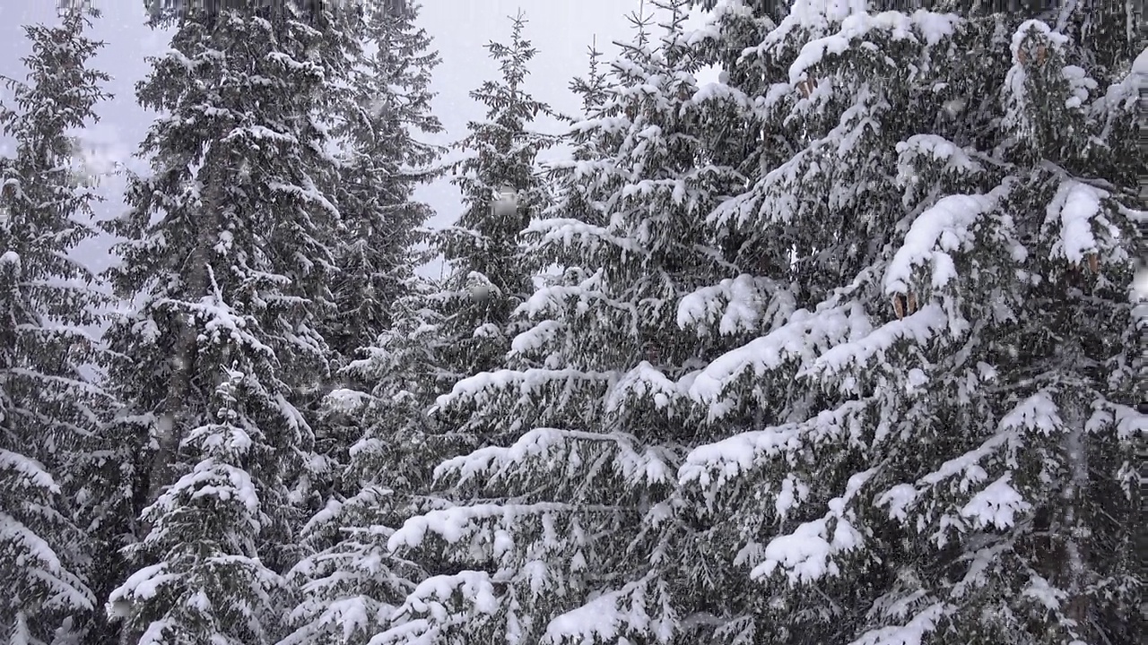 松树的冬季景观。森林里冬天的降雪。阴天寒山积雪杉木。圣诞冬季美丽的风景与向下看视频素材