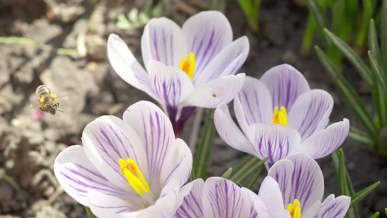 蜜蜂从花中收集花粉。缓慢的运动。蜜蜂在春天阳光明媚的日子采集花蜜花粉慢动作视频素材