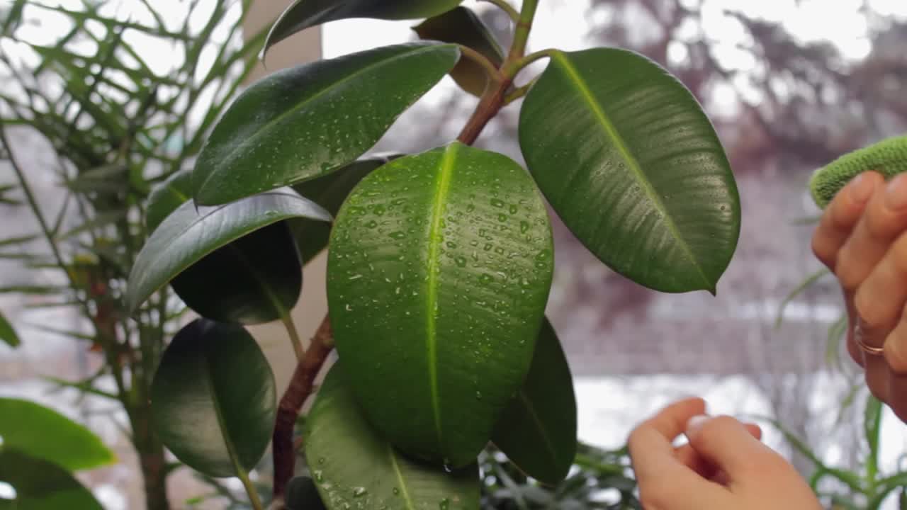 室内植物护理。视频素材