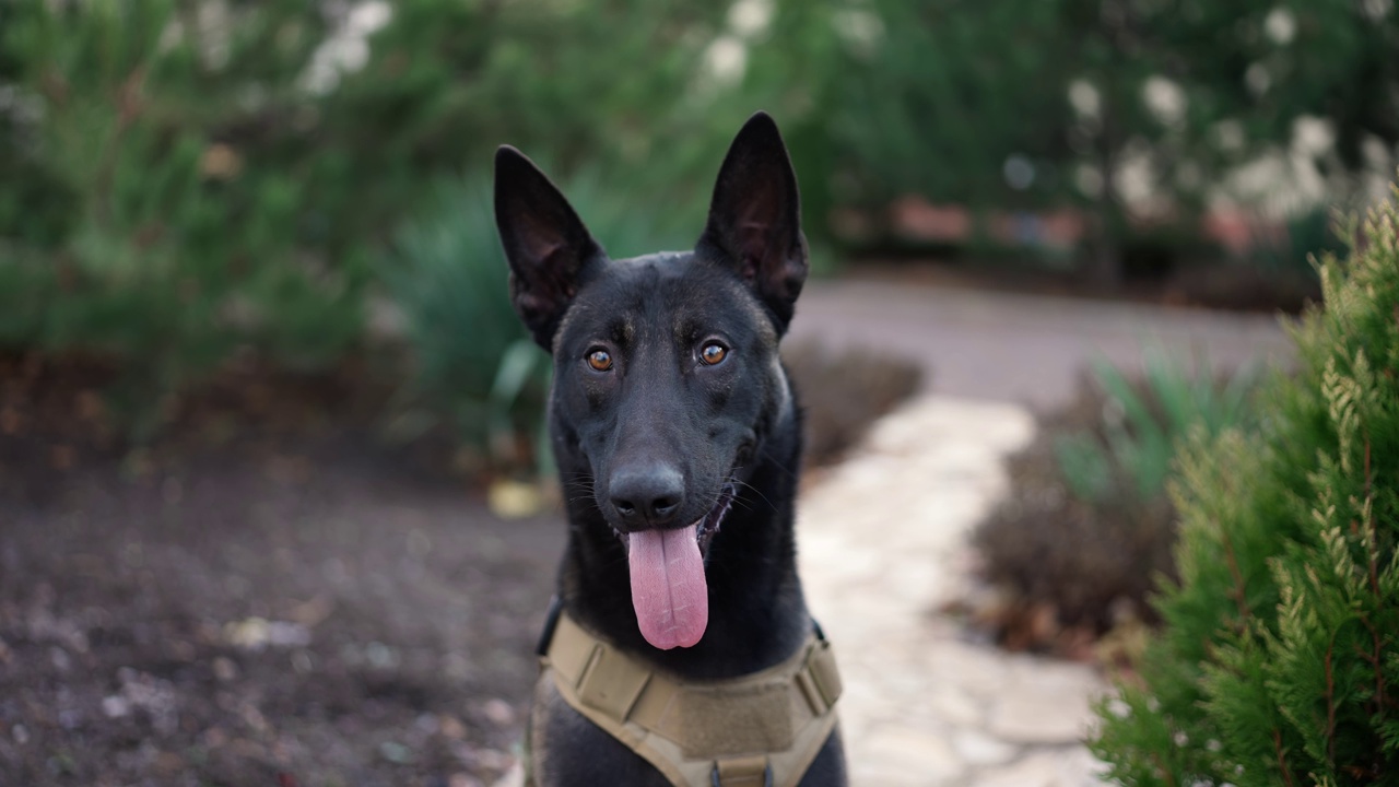 可爱的黑色服务犬德国牧羊犬在公园的服务项圈视频素材