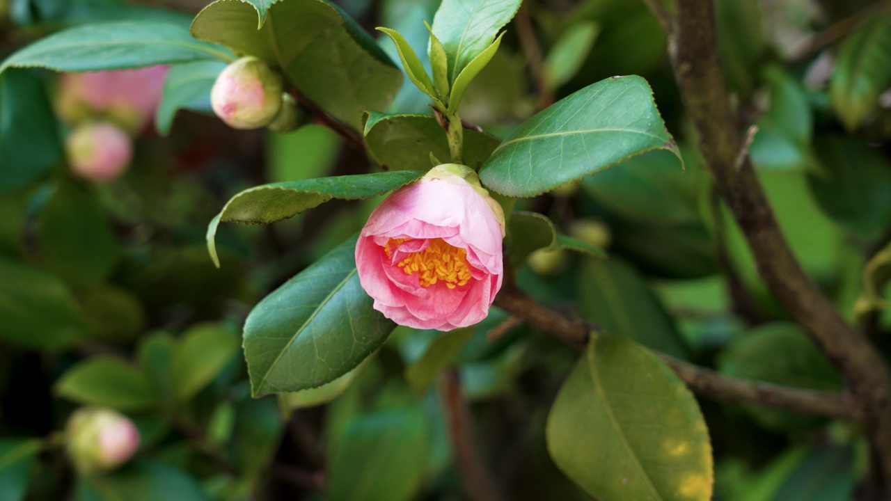 一种粉红色的山茶花，有雄蕊视频素材