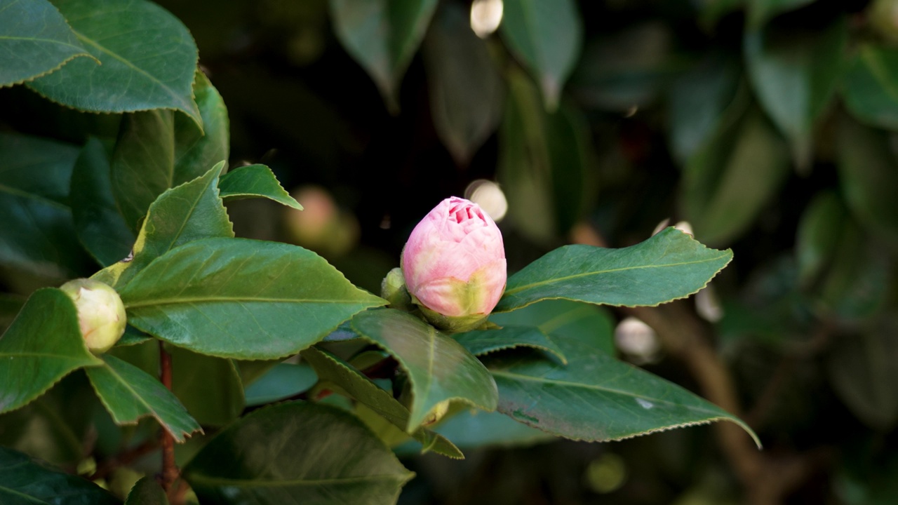 美丽的粉红色山茶花花蕾视频素材