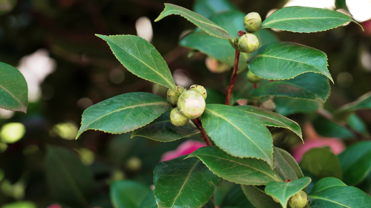 山茶花花蕾在花园里盛开视频素材