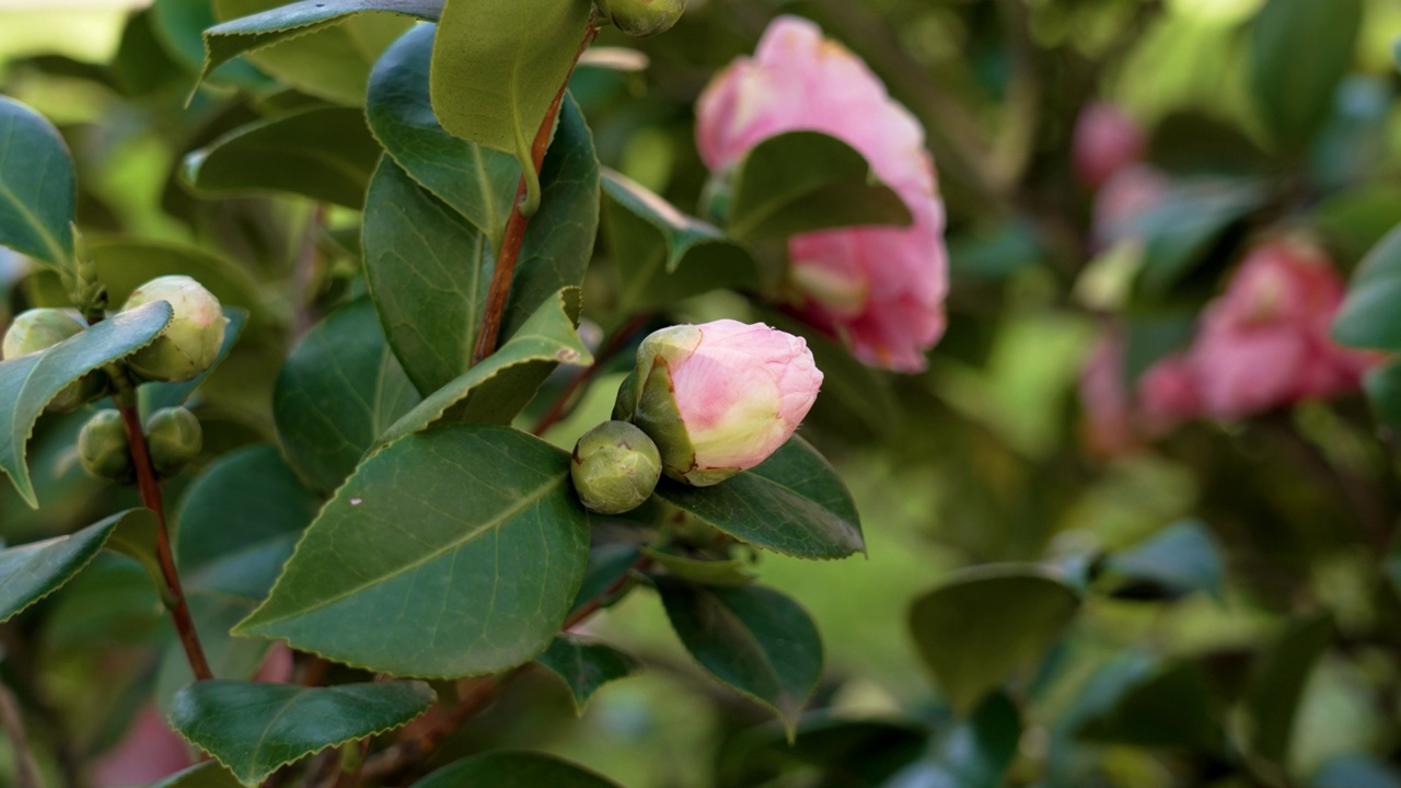 粉嫩的山茶花花蕾视频素材