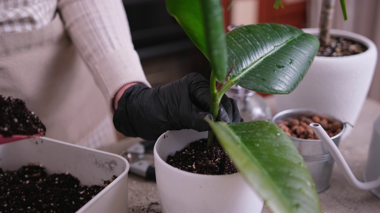 妇女在家中种植松榕根茎视频素材