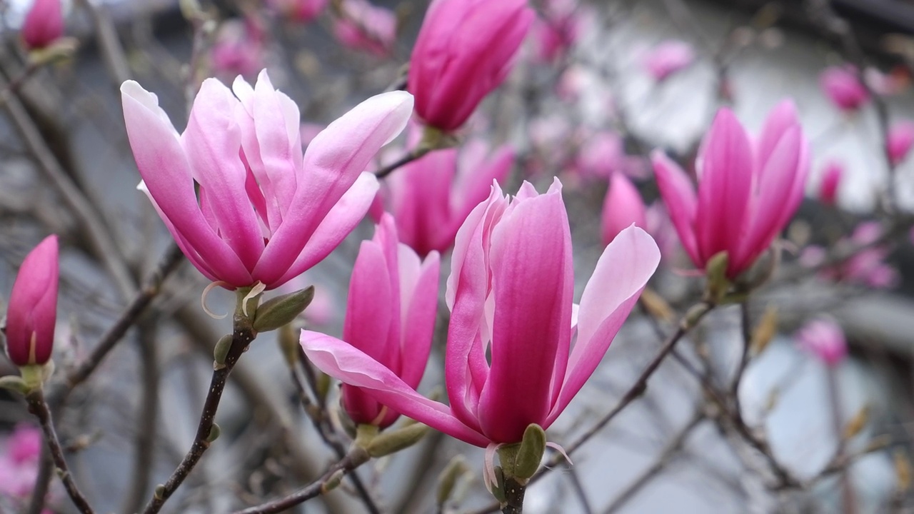 玉兰树盛开，春暖花开视频素材