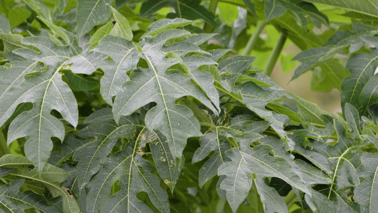 近距离观察番木瓜植物的嫩芽，因为它们在细雨中是湿的，所以看起来很新鲜视频素材