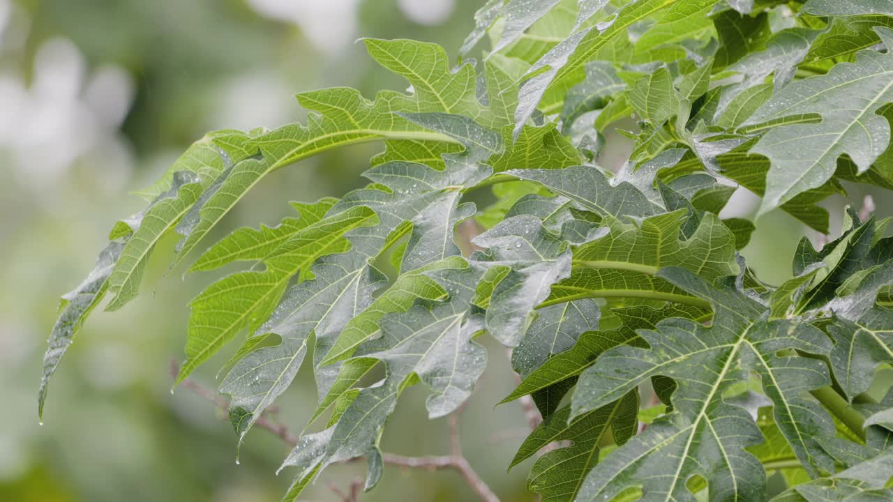 近距离观察番木瓜植物的嫩芽，因为它们在细雨中是湿的，所以看起来很新鲜视频素材