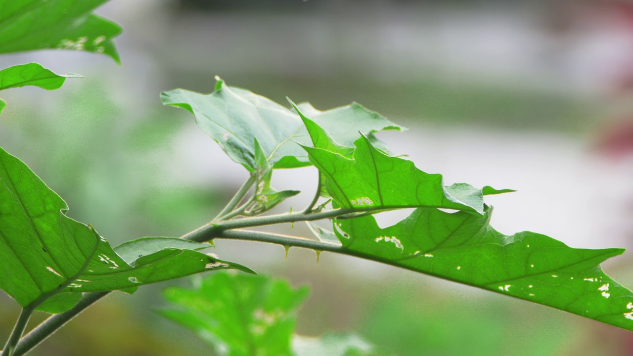 长有刺状茎的茄属植物的阔叶绿色嫩枝视频素材