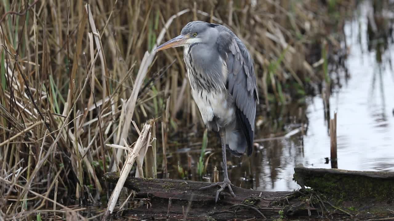 一只正在猎食的苍鹭(Ardea cinerea)栖息在芦苇丛中一棵腐烂的树上。它刚刚抓到了什么东西，正准备吃掉它。视频素材