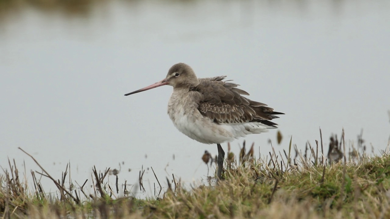 一只黑尾Godwit, Limosa Limosa，站在它进食的水边。它开始抓挠脸，张开嘴，然后颤抖着，把长喙藏在翅膀下面睡着了。视频素材