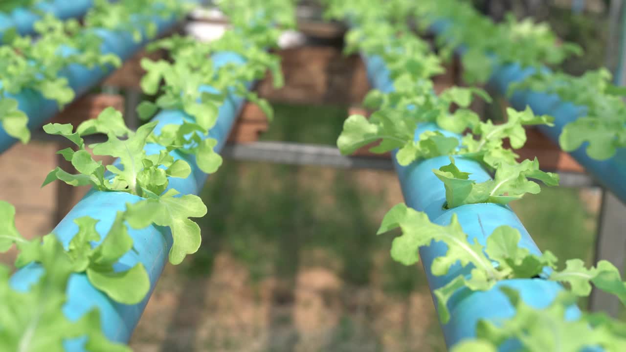 水培蔬菜农场视频素材