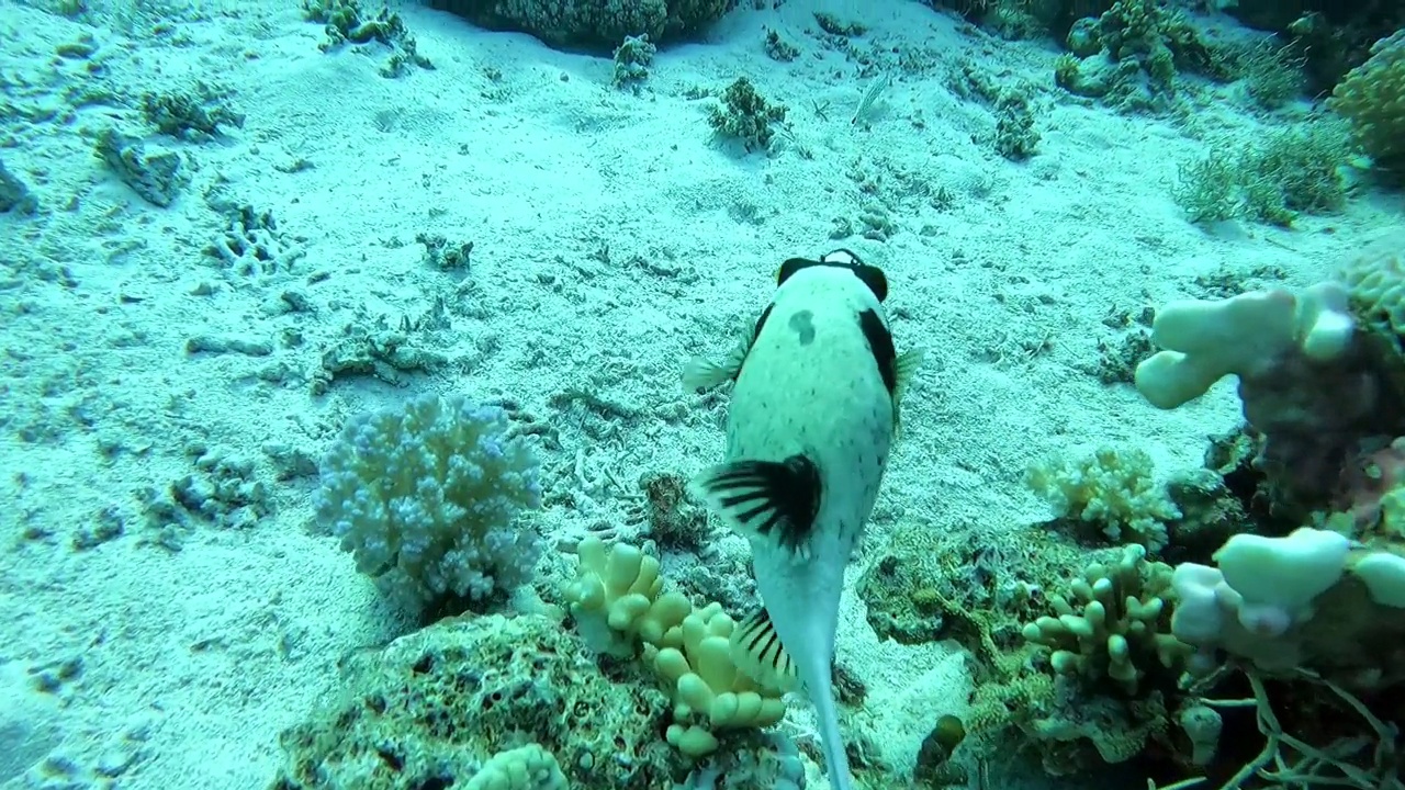 红海底部的黑斑河豚视频素材