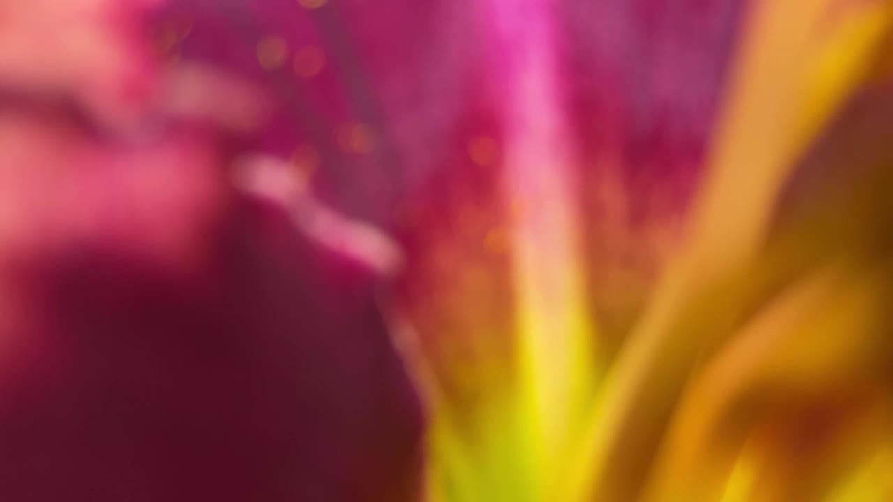 彩色黄花菜的特写视频素材